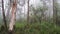 Fog rolling in eucalypt rainforest Australian landscape