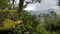 Fog rolling rainforest, Misty mountain forest fog precipitation