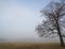 Fog rural background with leaning winter tree