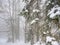 Fog in snowy forest in Val Grande National Park