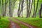 Fog in the spring forest. A natural landscape after rain in the forest. Road through the forest.