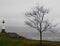 Fog, tree and lighthouse on Cayuga Lake FingerLakes NYS