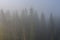 Fog Through Trees in Wyoming Wilderness