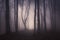 Fog trough trees in dark enchanted forest at night