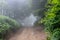 Fog on the unpaved forest road