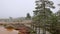 Fog in winter swamp trail with sulfur pond