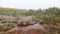 Fog in winter swamp trail with sulfur pond