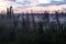 Fogging forest at blue hour