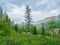 Foggy atmospheric green forest landscape with firs in mountains. Minimalist scenery with edge coniferous forest in light mist.