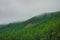 Foggy atmospheric green forest landscape with firs in mountains. Minimalist scenery with edge coniferous forest in light mist.