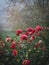 Foggy autumn morning garden view with red dahlia flowers in front