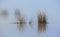 Foggy autumn morning .Plants reflections in the water