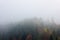 Foggy autumn mountain landscape with spruce forest.