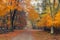 Foggy autumn park