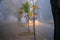 On a foggy autumn street, a bus rides with its headlights on. The walking area and the road for cars are in dense fog in the early