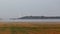 Foggy bean field with wind turbine and trees