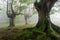 Foggy beech forest