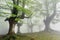 Foggy beech forest