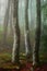 Foggy beech forest