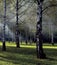 Foggy Birch Forest