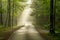 Foggy Cades Cove roadway