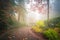 Foggy colorful autumn and curved trail