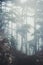 Foggy Coniferous Forest Landscape misty trees