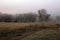 Foggy country morning across a field