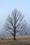 Foggy country morning sunrise reveals meadowlark atop a tree