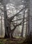 Foggy cypress forest