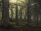 Foggy cypress forest