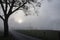 A foggy day along the road in Cades Cove.