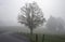 A foggy day along the road in Cades Cove.