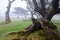 a foggy day in Fanal Forest, Madeira, Portugal