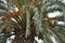 Foggy day, green and orange colors - close up of branches of coconut palm tree