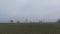 Foggy day. Tree silhouettes. Agricultural landscape.