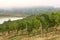 A foggy day in the Tuscan vineyard, Italy