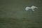 A foggy day view from rice field white heron lifting.