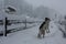 Foggy day in Winter season: Dog playing in the snow