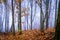 Foggy Dirt Road Beautiful Scene Misty dusk beech .Autumn landscape scenic view Atmospheric blue spooky Path orange foliage in