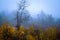 Foggy Dirt Road Beautiful Scene Misty dusk beech .Autumn landscape scenic view Atmospheric blue spooky Path orange foliage in