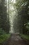 Foggy dirt road through coniferous forest, mystical landscape