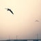 foggy dock. pier, autumn silence. calm. seagulls