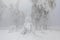 Foggy, dramatic winter scenery with frozen forest