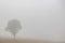 Foggy early morning heather moorland landscape