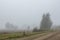 Foggy early morning heather moorland landscape