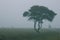 Foggy early morning heather moorland landscape