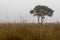 Foggy early morning heather moorland landscape