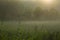 Foggy early morning landscape in forest meadow