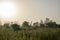 Foggy early morning with sunrise at jungle with palms and lush grass in Gambia, West Africa